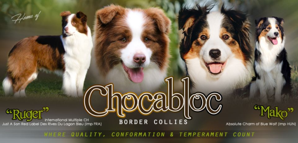 Chocabloc Border Collies